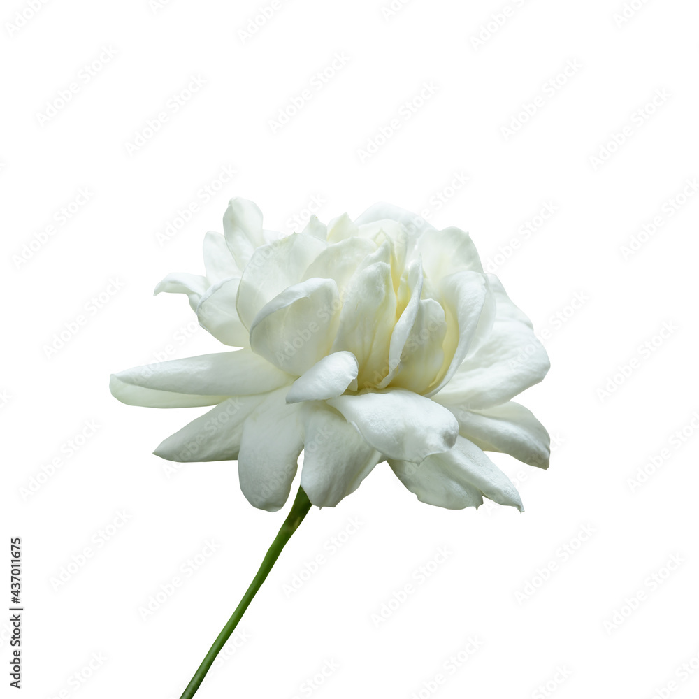 Jasmine isolated on white background. This has clipping path. Jasmine isolated on white background. This has clipping path.