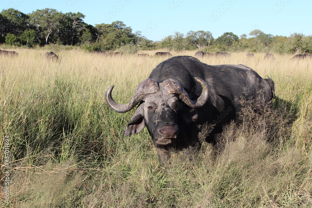 Kaffernbüffel / African buffalo / Syncerus caffer Kaffernbüffel / African buffalo / Syncerus caffer