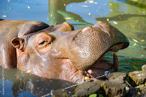 hippopotamus with open mouth close-up