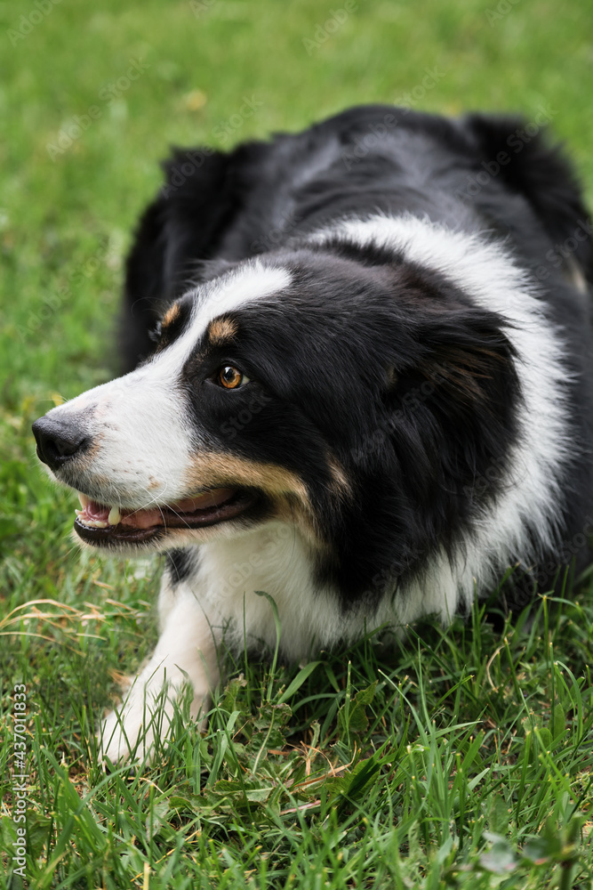 Smartest dog breed in the world. Charming black and white red tricolor border collie lies in park on green grass, looks carefully and smiles. British shepherd dog lies waiting.