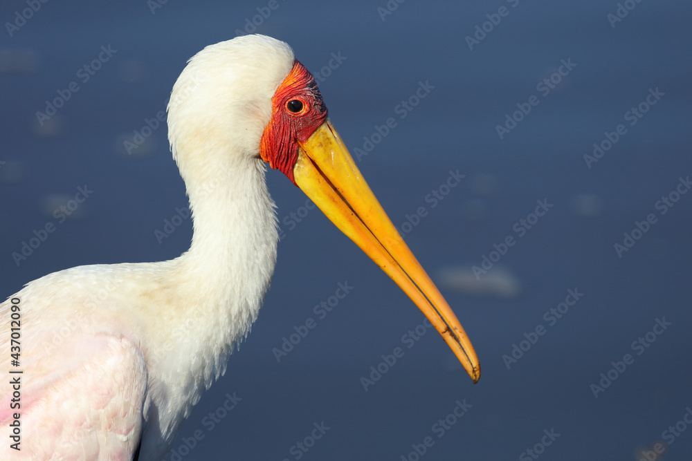 Nimmersatt / Yellow-billed stork / Mycteria ibis Nimmersatt / Yellow-billed stork / Mycteria ibis