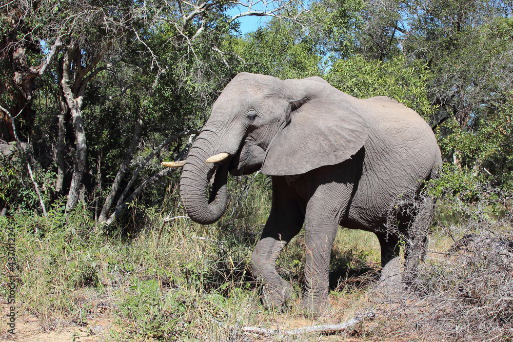 Afrikanischer Elefant / African elephant / Loxodonta africana Afrikanischer Elefant / African elephant / Loxodonta africana