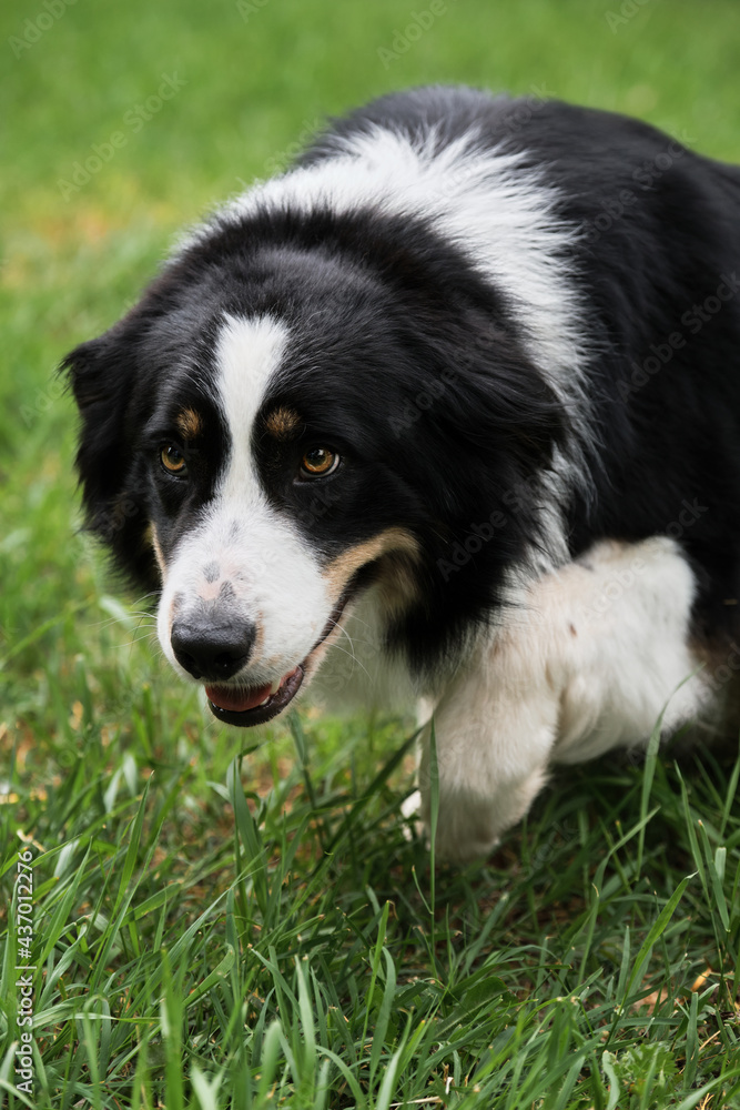 British shepherd dog sneaks in and starts herding. Smartest dog breed in the world. Charming black and white red tricolor border Collie took shepherds pose . British shepherd dog sneaks in and starts herding. Smartest dog breed in the world. Charming black and white red tricolor border Collie took shepherds pose .