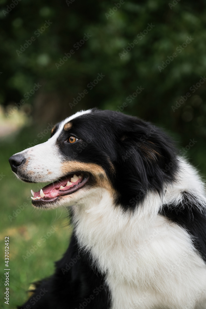 Black and red and white collie portrait in profile. Portrait of tricolor black border collie on background of green grass. Smartest British shepherd dog breed in world.
