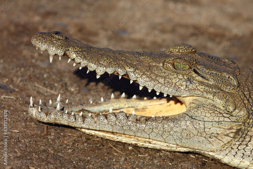 Naklejka premium Nilkrokodil / Nile crocodile / Crocodylus niloticus