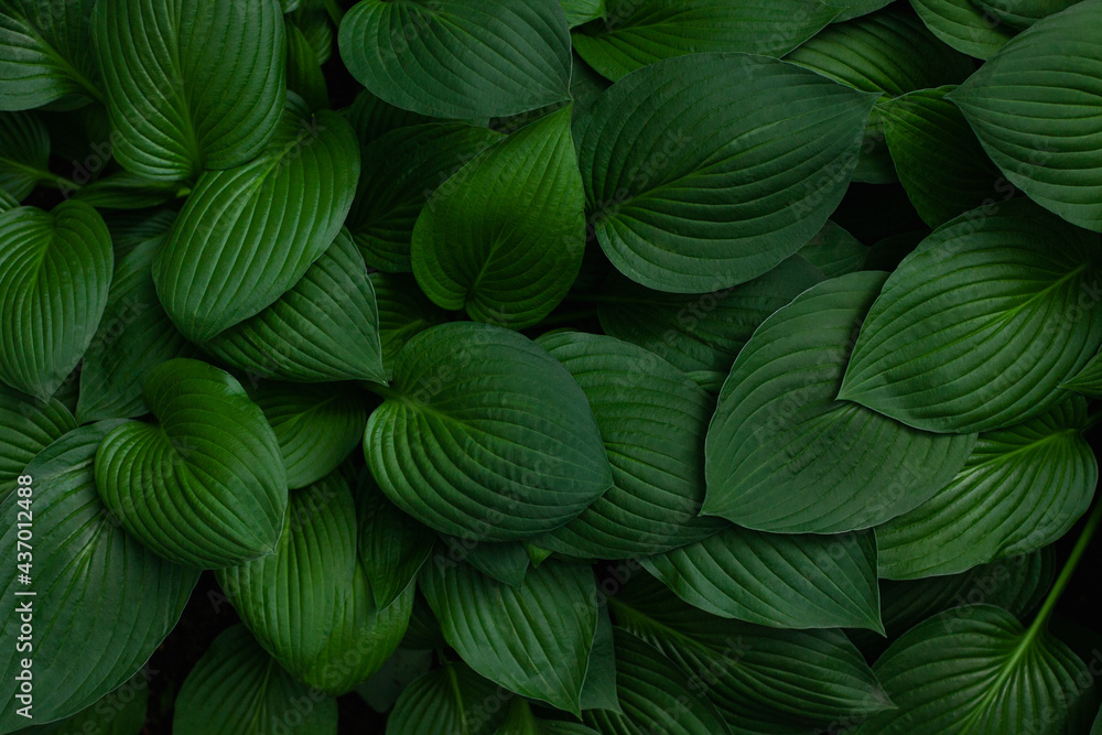 Fresh green hosta plant leaves background. Botanical nature surface. Wallpaper or poster with green leaf. Fresh green hosta plant leaves background. Botanical nature surface. Wallpaper or poster with green leaf.