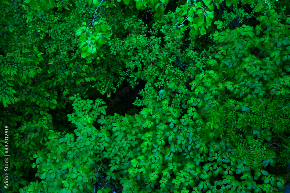 Fototapeta premium 深い緑のイメージ