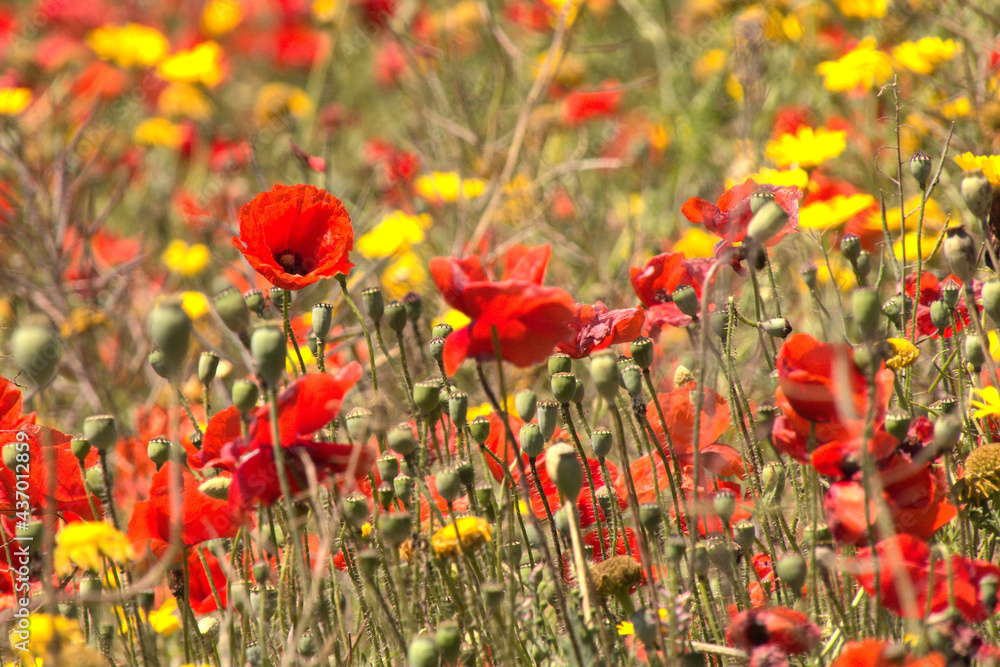 Fototapeta premium Poppies
