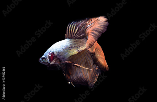 Beautiful colors"Halfmoon Betta" capture the moving moment beautiful of siam betta fish in thailand on black background © NITIKAN T.