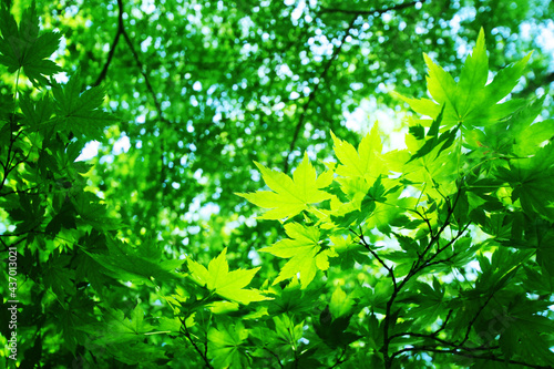 写真素材：緑・自然・エコのイメージ