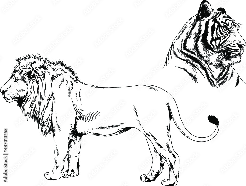 Naklejka vector drawings sketches different predator , tigers lions cheetahs and leopards are drawn in ink by hand , objects with no background
