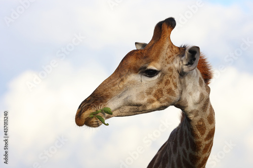 Photography Giraffe / Giraffe / Giraffa camelopardalis