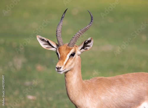 Arabian Reem Gazelle in wildlife conservation park  Abu Dhabi  United Arab Emirates