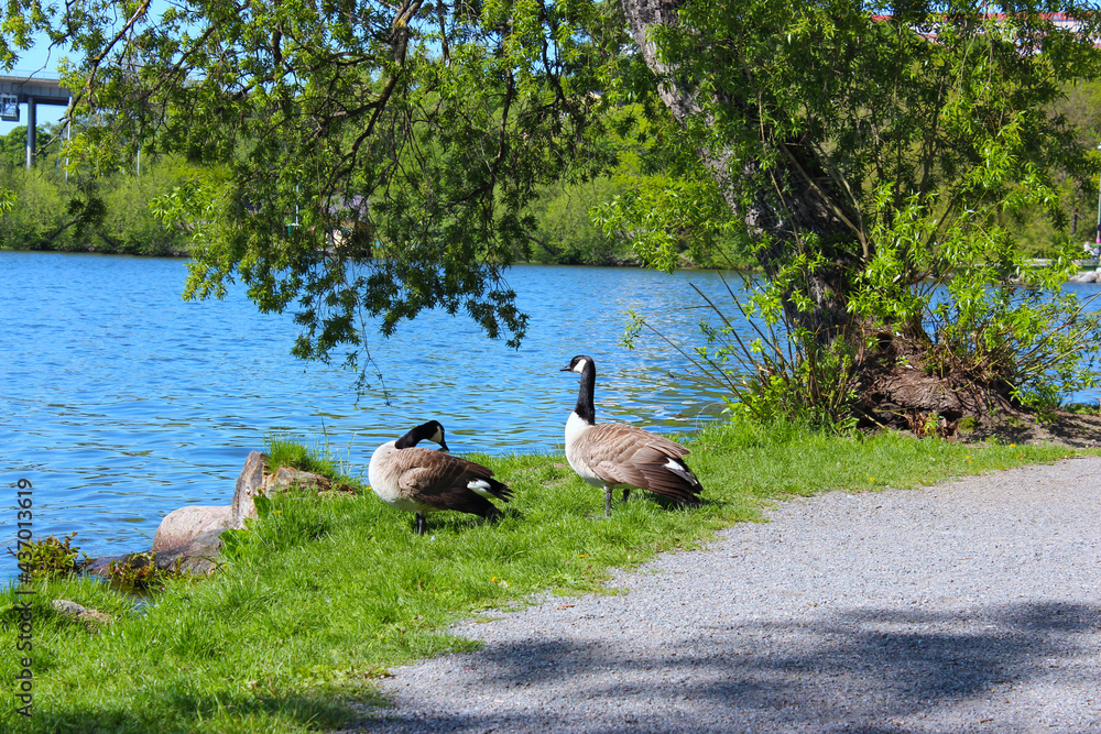 Fototapeta premium geese along channel 