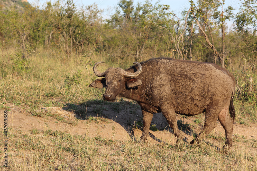 Kaffernbüffel / African buffalo / Syncerus caffer Kaffernbüffel / African buffalo / Syncerus caffer