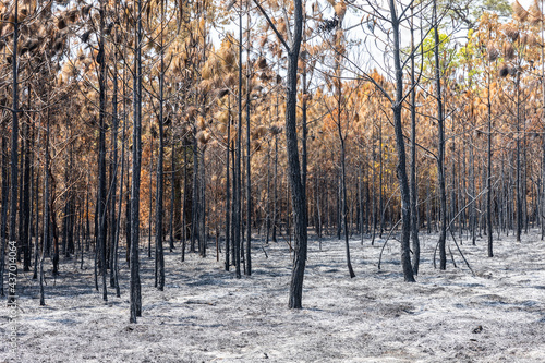 Pine forest after fire burning to black and brown color.