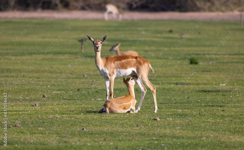 Arabian Reem Gazelle in wildlife conservation park, Abu Dhabi, United Arab Emirates Arabian Reem Gazelle in wildlife conservation park, Abu Dhabi, United Arab Emirates