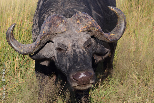 Kaffernb  ffel   African buffalo   Syncerus caffer