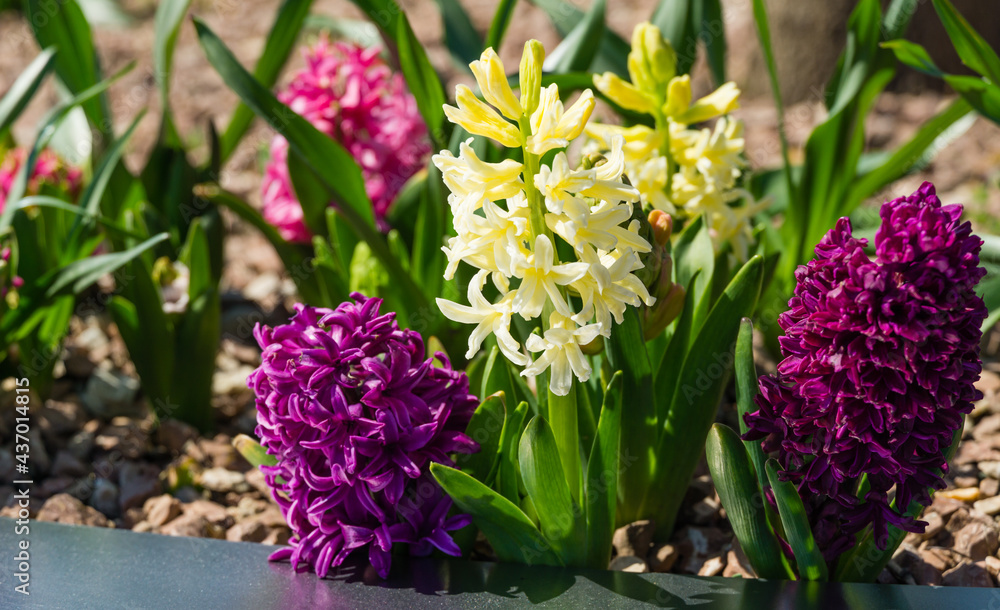 Fototapeta premium Macro of multi-colored Hyacinthus orientalis (common hyacinth, garden or Dutch hyacinth) in Public landscape city park Krasnodar or Galitsky. Blooming easter flowers in early spring. Selective focus