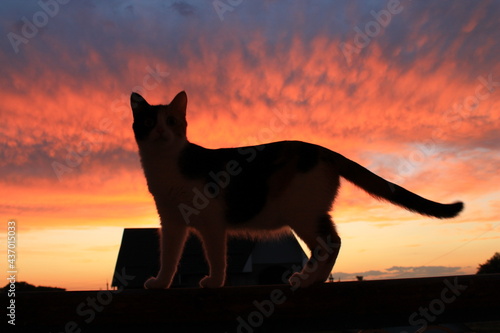 Fototapeta Naklejka Na Ścianę i Meble -  cat on sunset