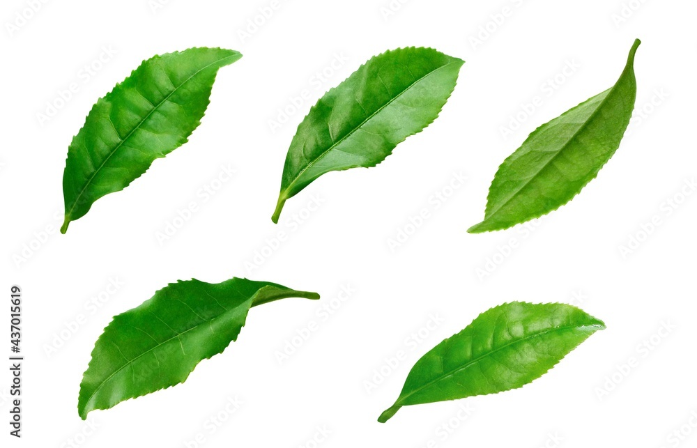 茶葉 生茶葉 お茶の葉 イラスト リアル 9 茶葉 生茶葉 お茶の葉 イラスト リアル 9