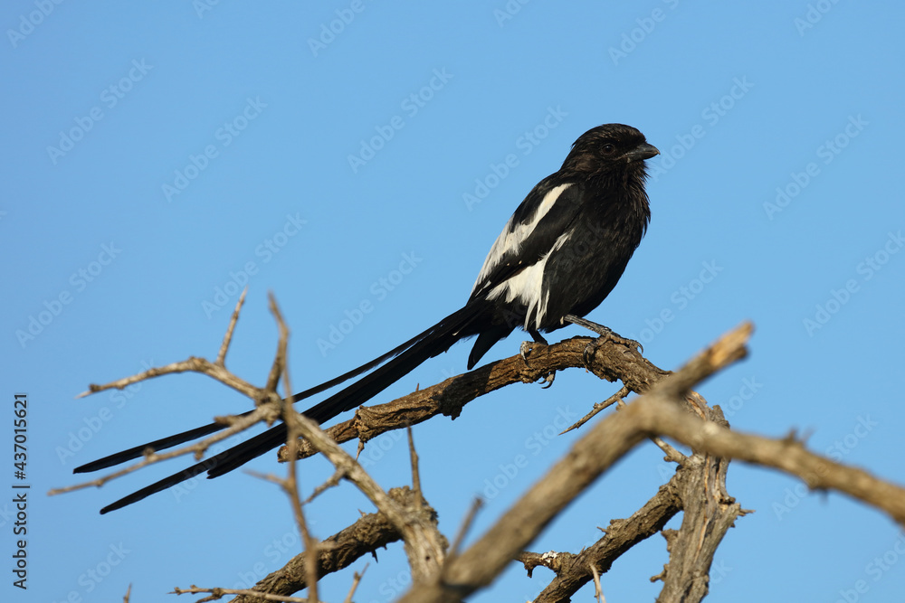 Schachwürger / Long-tailed shrike - Magpie shrike / Lanius schach. Schachwürger / Long-tailed shrike - Magpie shrike / Lanius schach.