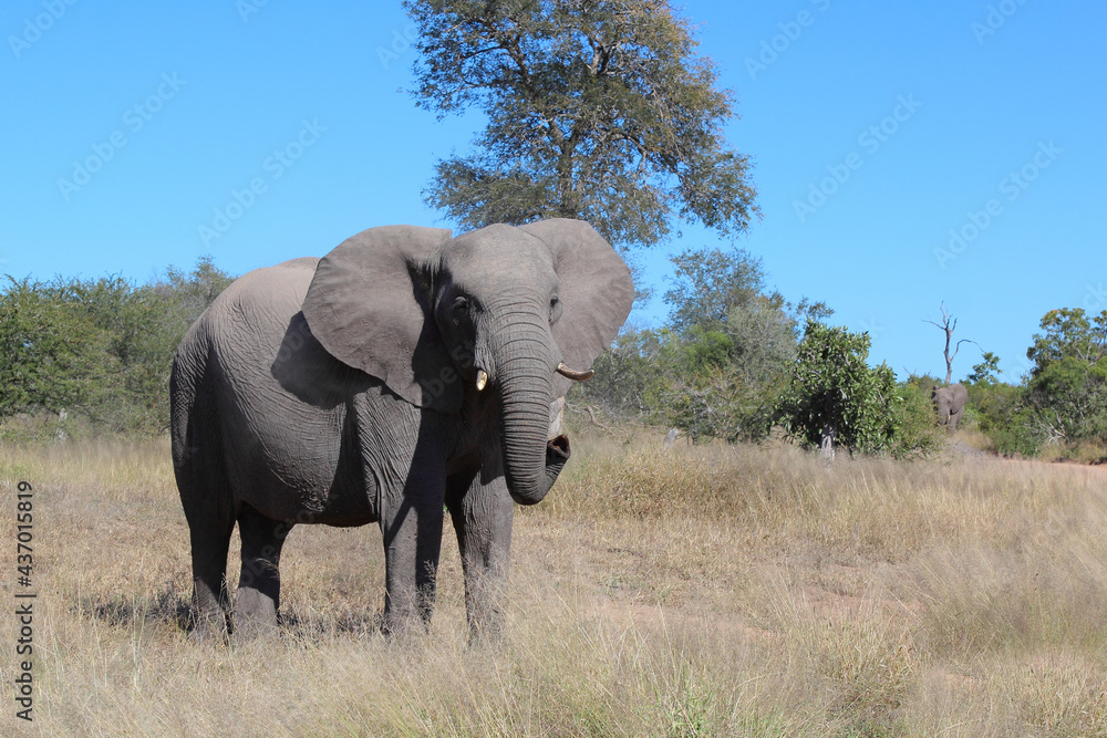 Obraz premium Afrikanischer Elefant / African elephant / Loxodonta africana