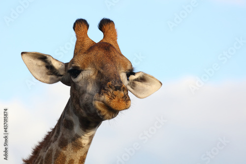 Canvas Print Giraffe / Giraffe / Giraffa camelopardalis