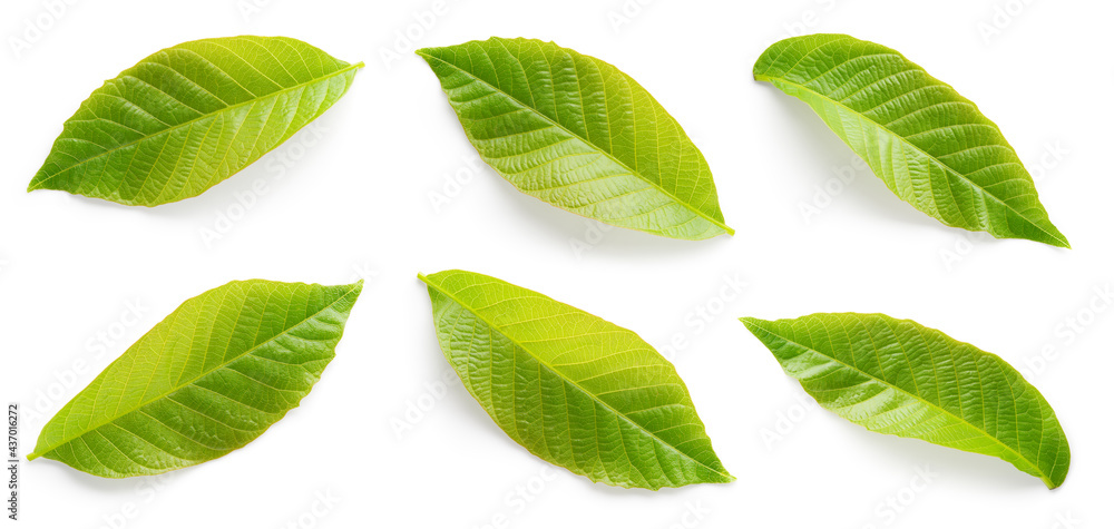 Walnut leaves top view isolated. Green walnut leaf on white background. Flat lay. Full depth of field. Walnut leaves top view isolated. Green walnut leaf on white background. Flat lay. Full depth of field.
