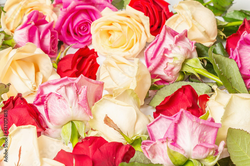 Assorted fresh multicolored roses isolated on white background