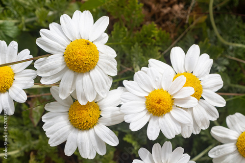 White flowers of oxeye daisy in a garden during spring