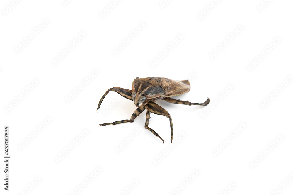 Heteroptera (Lethocerus indicus) isolated on white background. Heteroptera (Lethocerus indicus) isolated on white background.