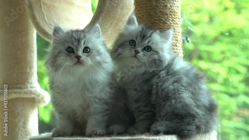 Two Persian Kittens Sitting On Cat Tower