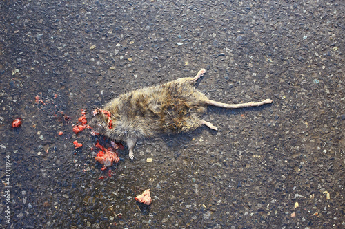 Quadro em tela dead crushed rat on the pavement, virus poisoned animal danger