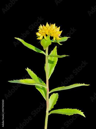 Blooming herb stonecrop (Sedum aizoon) photo