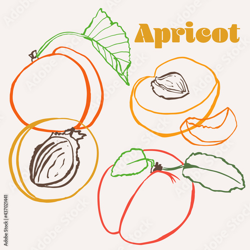 Apricot line art hand-drawn multicolor modern vector illustration. Colorful line art summer fruit design.