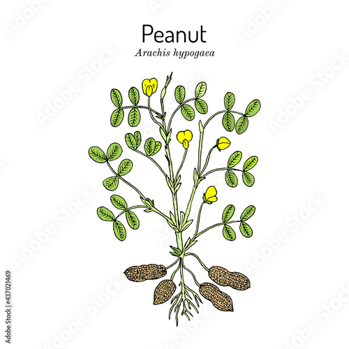 Peanut, or groundnut Arachis hypogaea