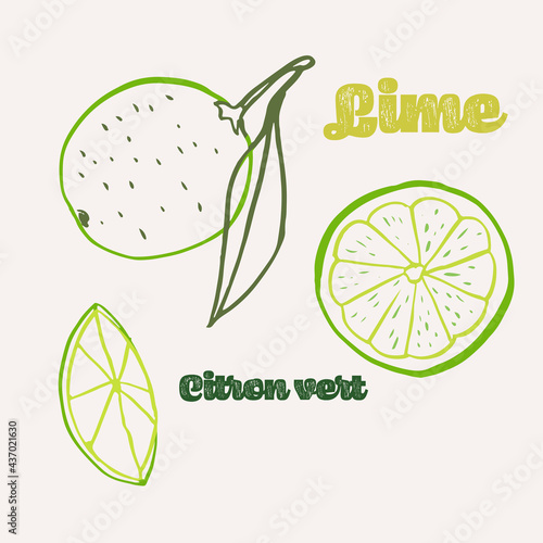 Lime line art hand-drawn multicolor modern vector illustration. Colorful line art exotic fruit design.