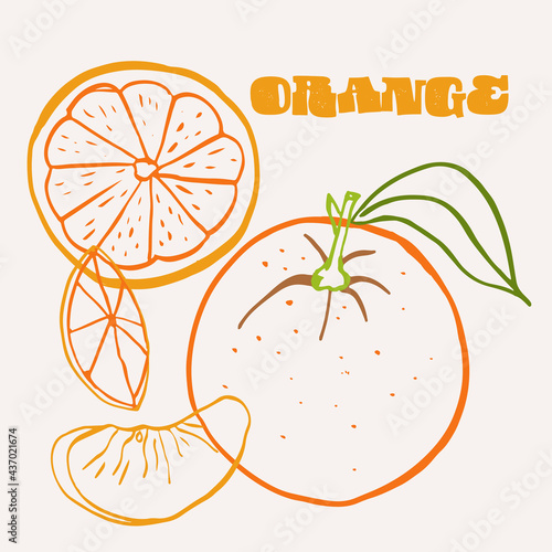 Orange line art hand-drawn multicolor modern vector illustration. Colorful line art exotic fruit design.