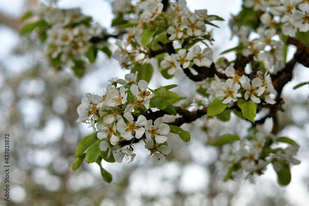 Obraz premium Close-up of tender white pear flowers on a twig against a blurry background of the upper flowering branches in the soft evening light at sunset.