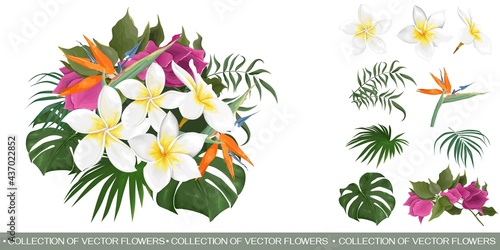 Vector floral tropical composition. White frangipani, strelitzia, begainvillea, palm and monster leaves, tropical plants. Flowers and leaves on white background. 