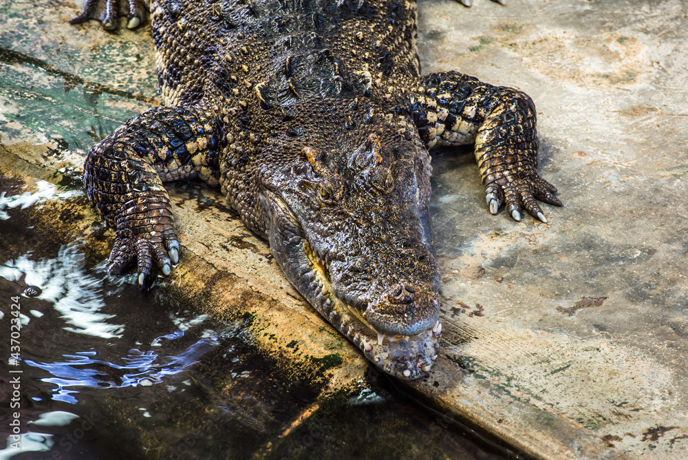 Detail od Alligator Lying on a Rock