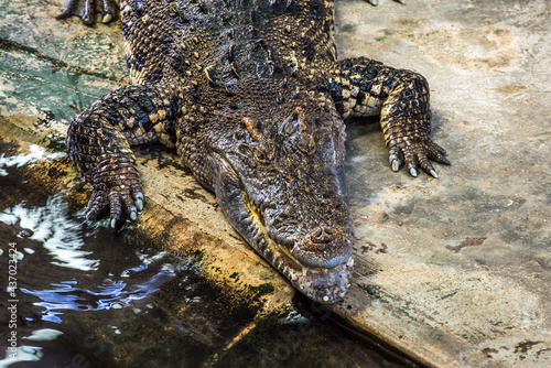 Obraz na płótnie Detail od Alligator Lying on a Rock w salonie