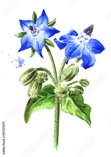 Borage plant (Borago officinalis) with flowers and buds. Watercolor hand drawn illustration, isolated  on white background photo