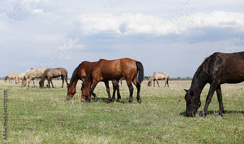 three horses chewing grass in a spring field