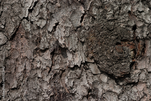 The bark of an old fir tree