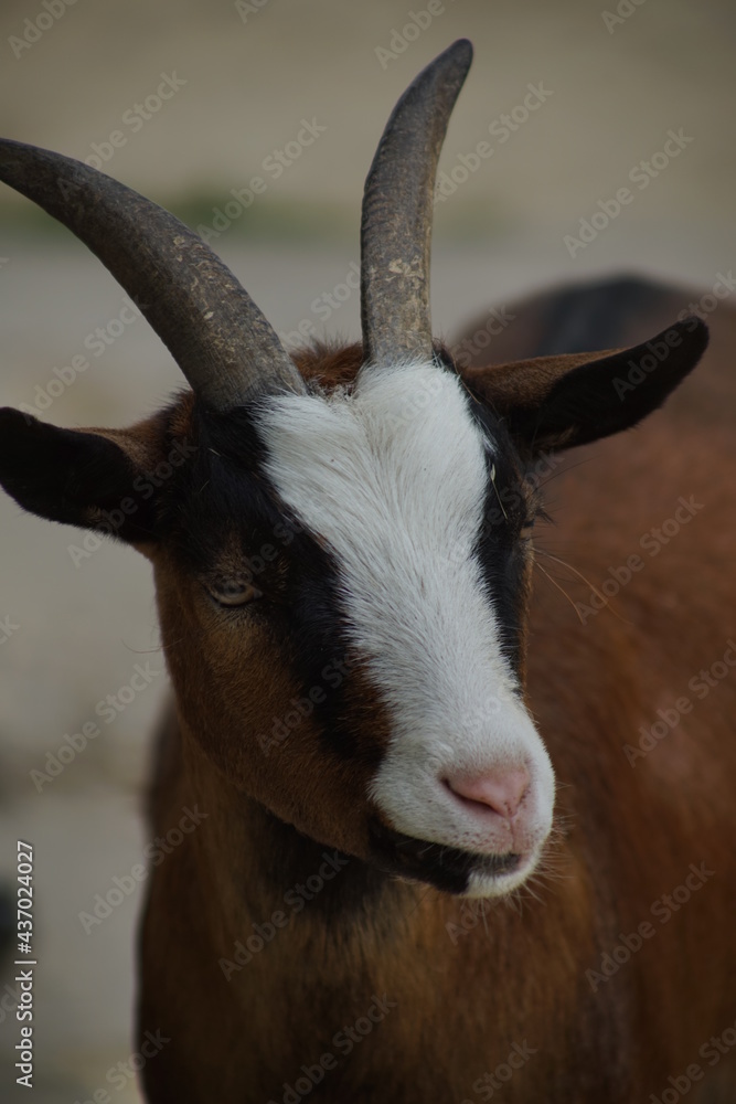 Ziege Ziege