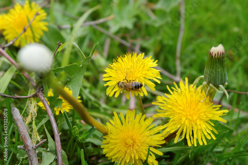 A bee collecting nectar and pollen on a yellow dandelion flower close-up.