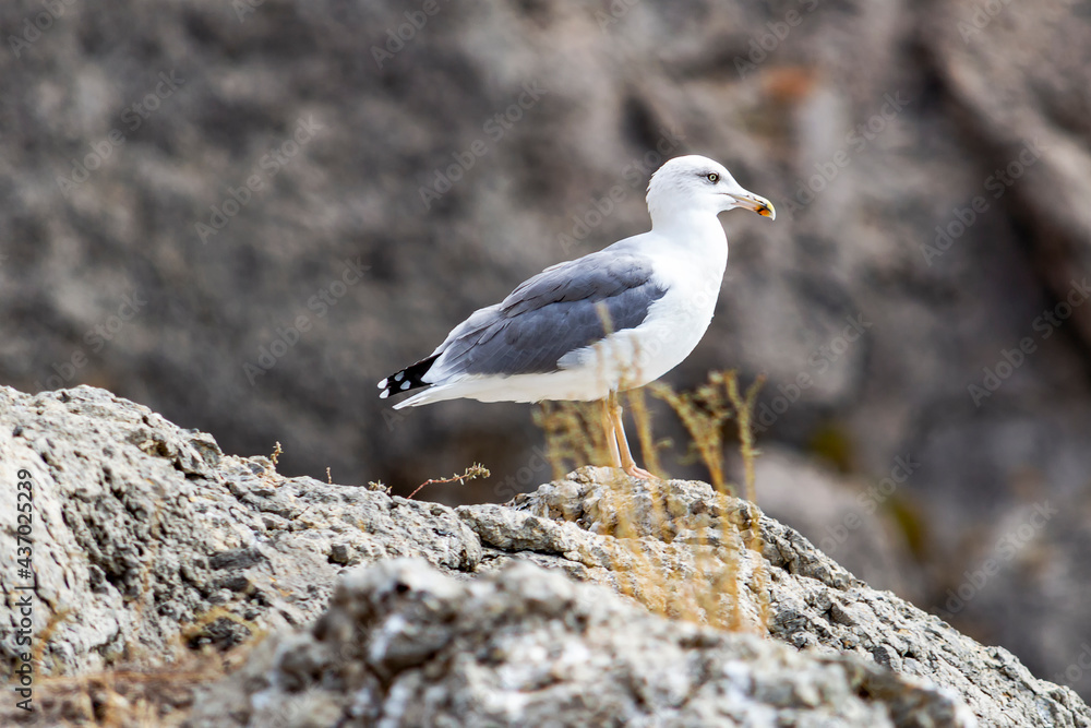 Seagull on rock near cliff. Sea. Sunny autumn day. Side view. Seagull on rock near cliff. Sea. Sunny autumn day. Side view.