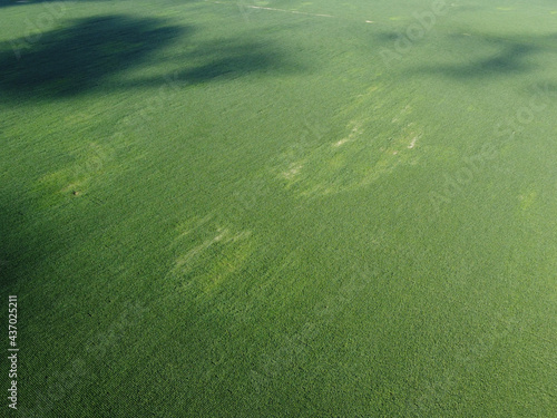 Extensive corn fields, top view. Green farm fields, landscape.